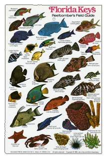 Fishcards.com Atlantic and Caribbean Fishcards page