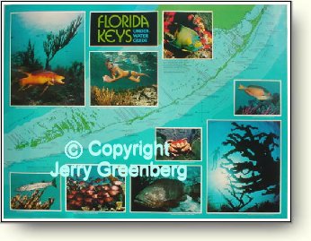 Full Color Reef And Diving Posters By Seahawk Press